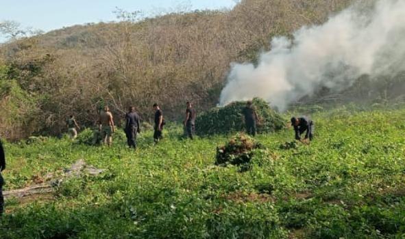 Destruyen 30 mil plantas de un plantío de marihuana en Arteaga, Michoacán 1