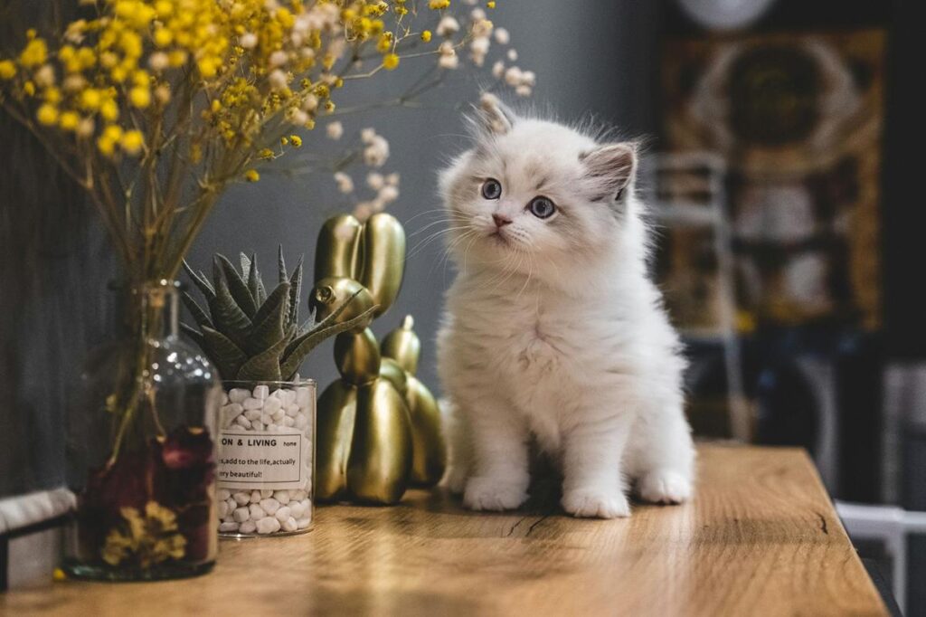 Día Internacional del Gato: Historia, Fechas y Cómo Celebrarlo