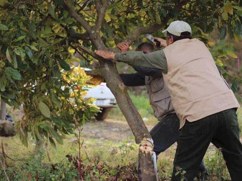 Guardián Forestal identificará aguacate ilegal