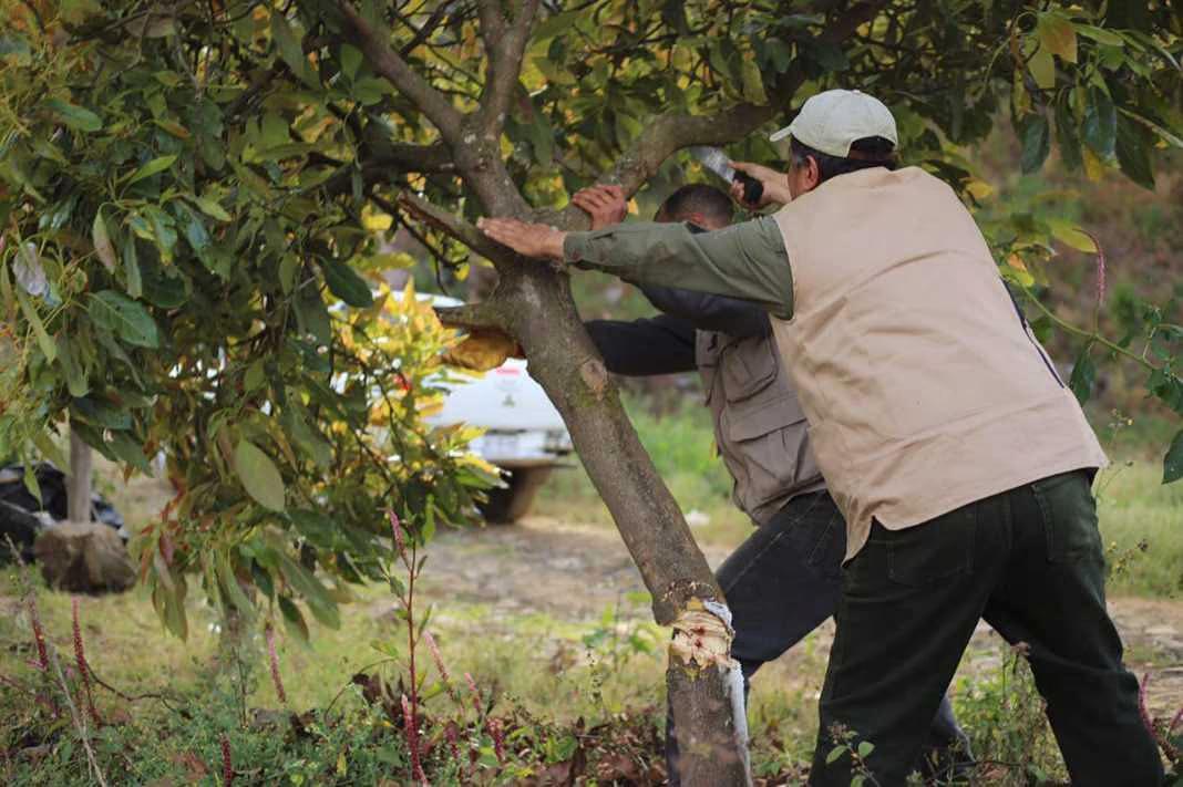 Guardián Forestal identificará aguacate ilegal