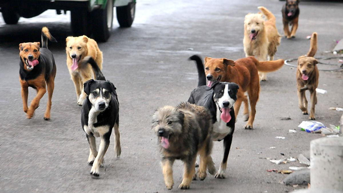 maltrato animal Morelia Arko San Antonio, epicentro de la barbarie contra los animales