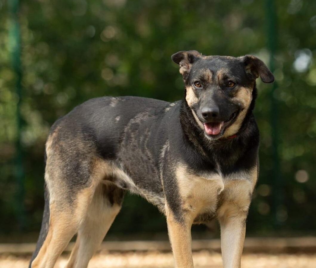 Morelia: Realizarán feria de adopción de perros y gatos "Adoptar es salvar una vida"