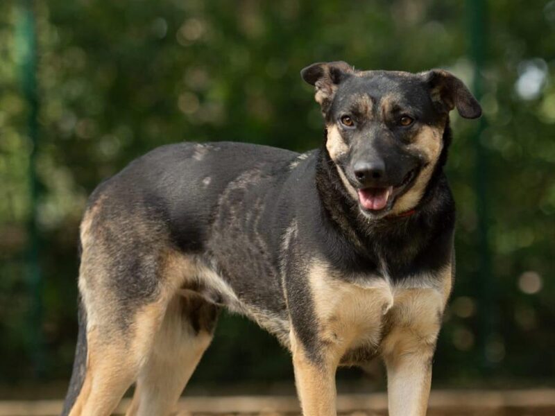 Morelia: Realizarán feria de adopción de perros y gatos "Adoptar es salvar una vida"