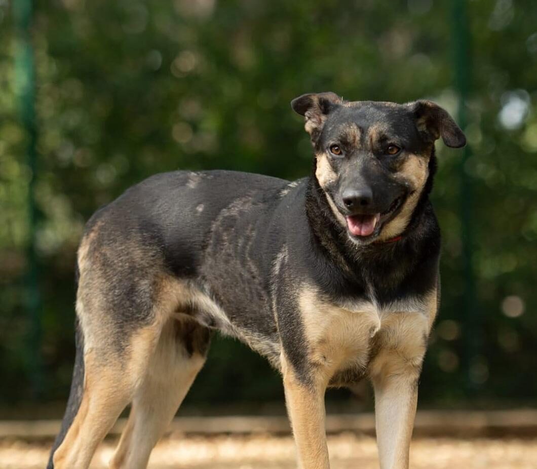 Morelia: Realizarán feria de adopción de perros y gatos "Adoptar es salvar una vida"