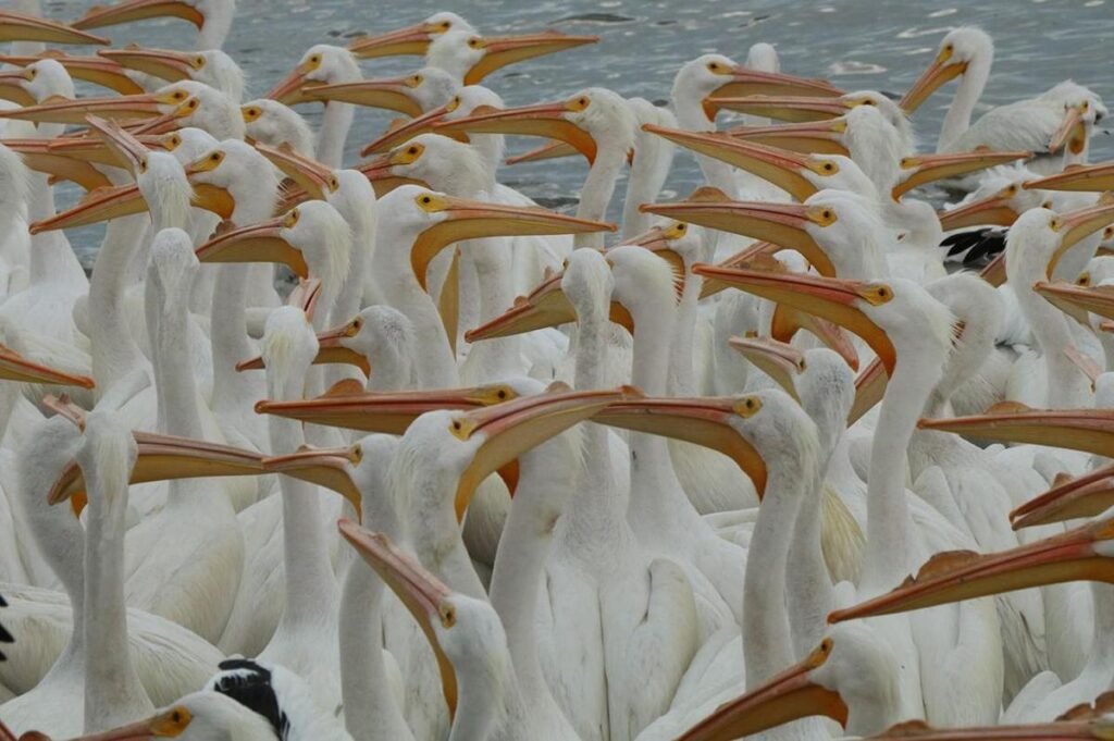 ¡Sorpréndete! Petatán se pinta de blanco con la llegada de 23 mil pelícanos-1