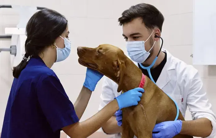 Veterinarios de Michoacán anuncian paro de labores