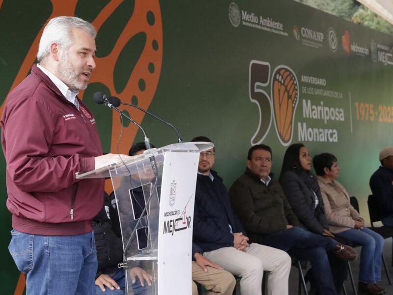 Bedolla celebra aumento de 99% de ocupación de la Mariposa Monarca en bosques de Michoacán y México