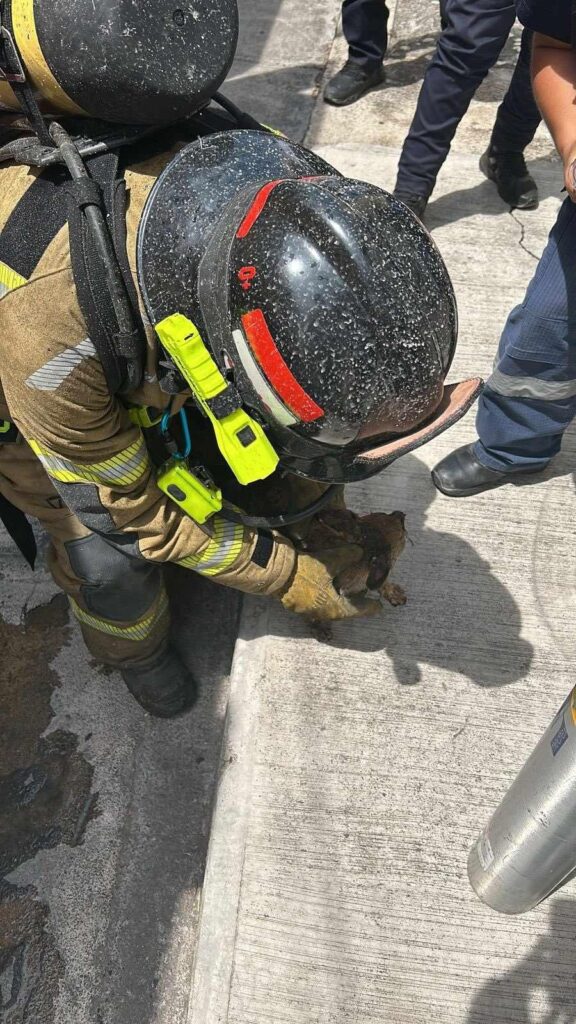 Bomberos estatales rescatan 3 caninos de un incendio de casa en Morelia-1