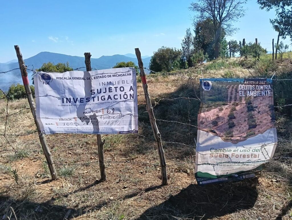 Catean predio relacionado en tala y cultivo ilegal de aguacate en Zacapu