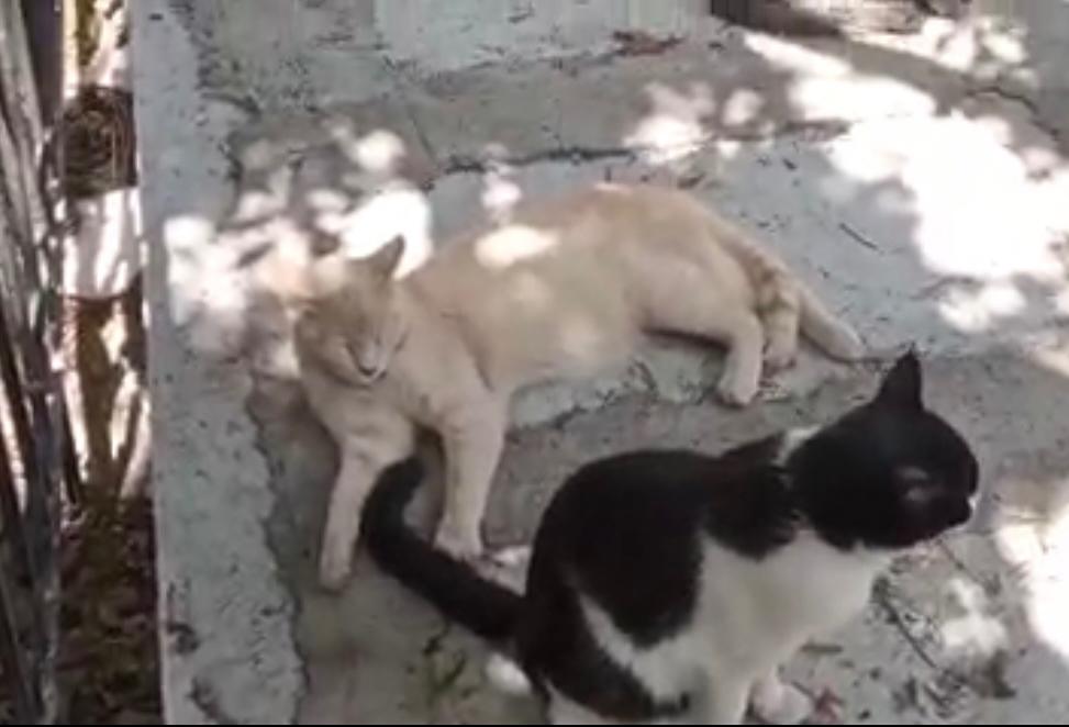 Envenenamiento de gatos en el panteón municipal de Morelia 1