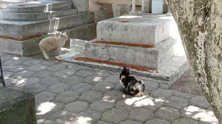 Envenenamiento de gatos en el panteón municipal de Morelia 2