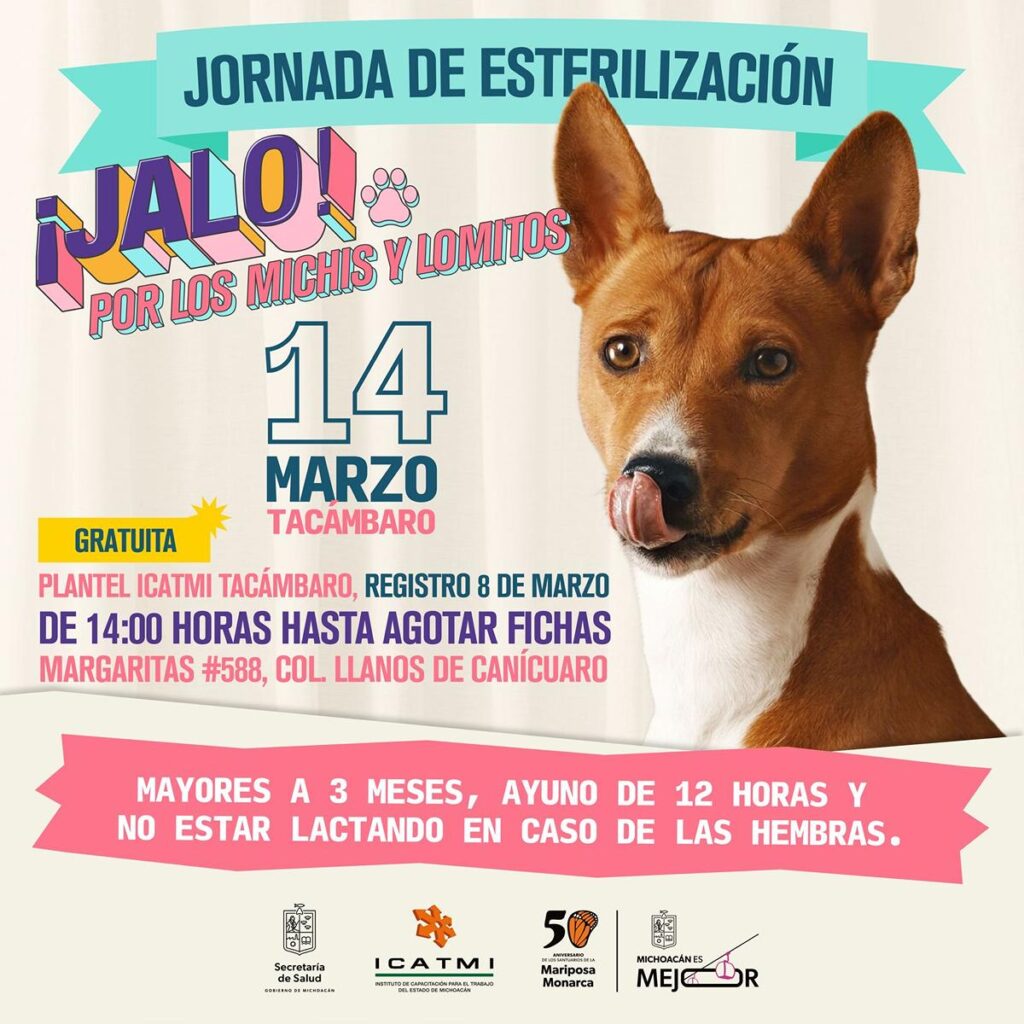 Esterilización gratuita de animales en Tacámbaro