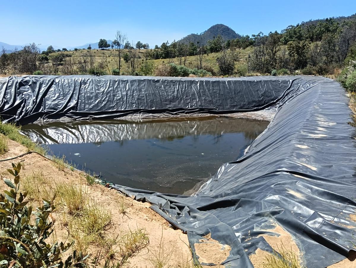 FGE hace cateo en predio relacionado en tala y cultivo ilegal de aguacate en Zacapu