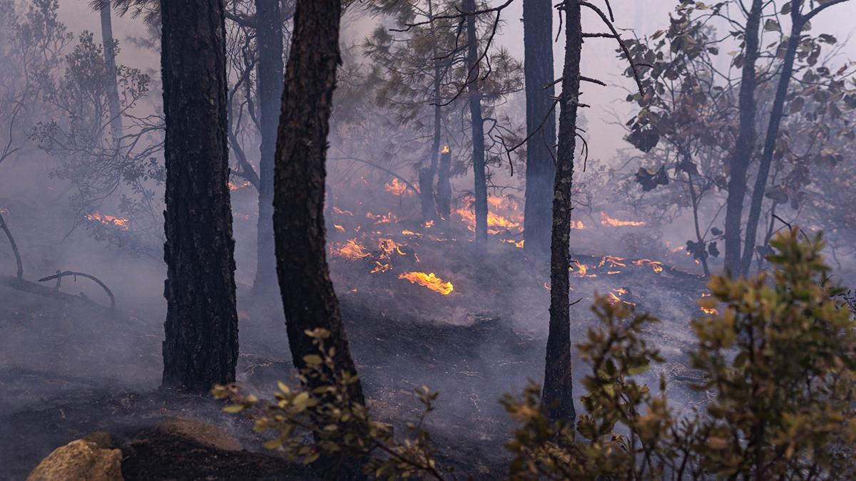 Incendios forestales en Michoacán ene 2025