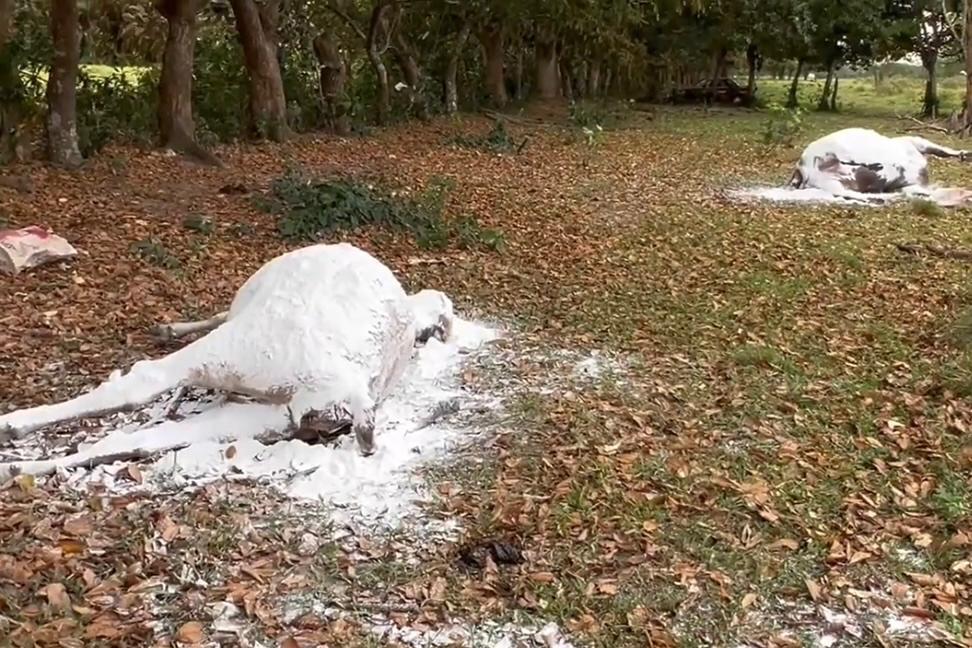 Muerte de reses masiva por envenenamiento en Huimanguillo, Tabasco 1