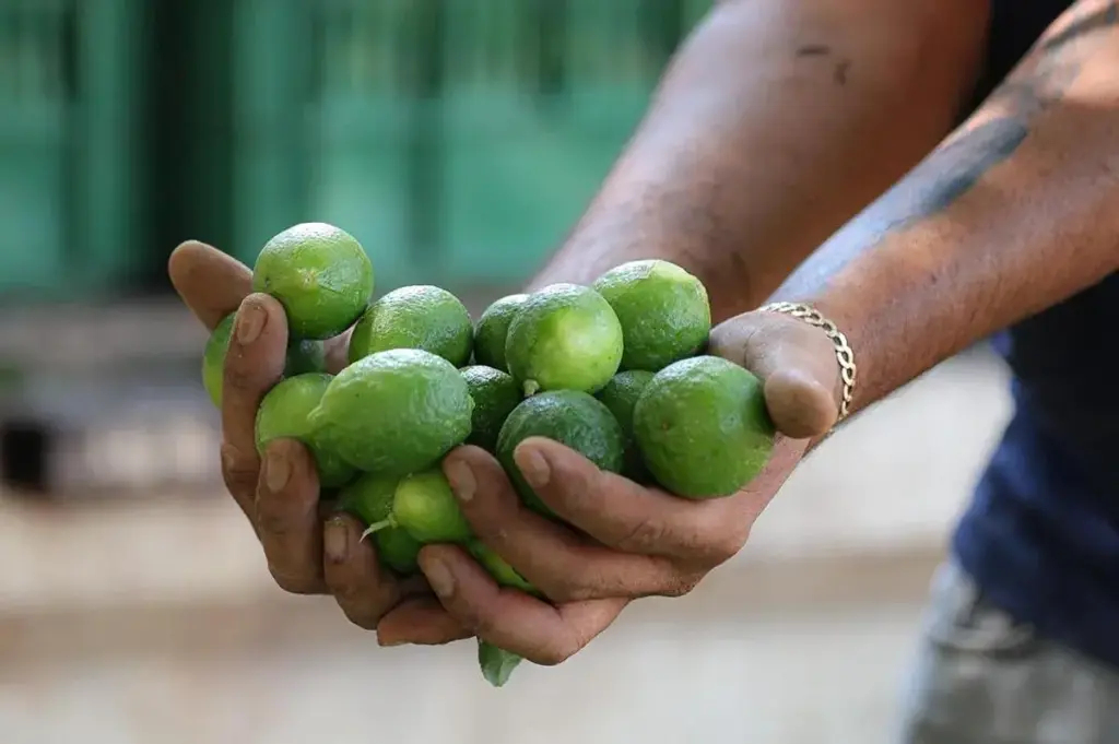 Pese a denuncias de extorsiones por limoneros de Apatzingán, en enero del 2025, FGE sin registro