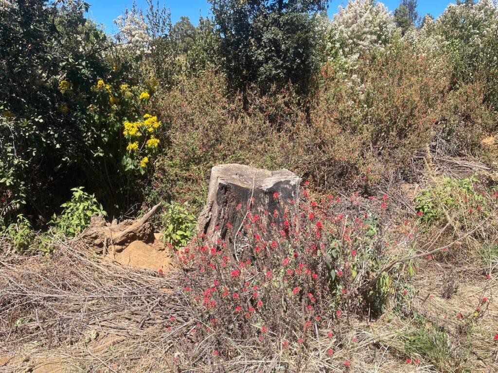 Predio relacionado en tala y cultivo ilegal de aguacate es cateado en Zacapu