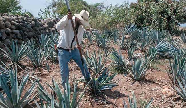 Productores de tequila analizan tres opciones para enfrentar el impacto de los aranceles